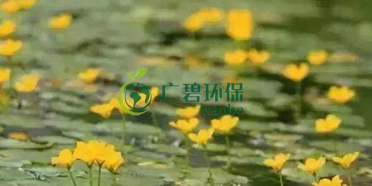 河道治理：水生植物的選擇與種植(圖6)